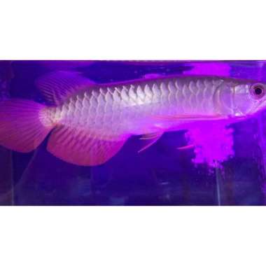 Ikan Arwana Golden Slayer / Ikan Arwana Golden Dayung Ekor Panjang Multivariasi Multicolor