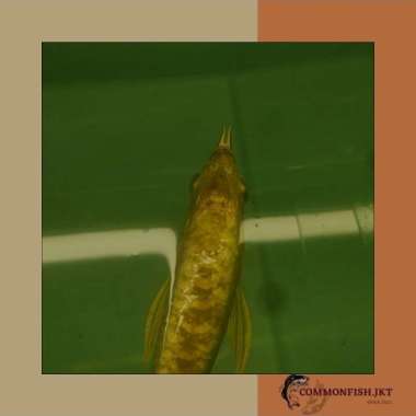 ikan arwana golden crossback 24k udah fullcross size 21cm serti malay Multivariasi Multicolor