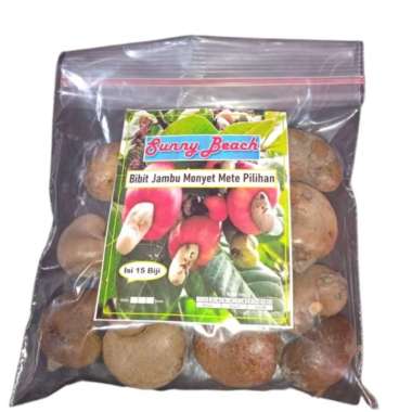 Bibit Jambu Monyet Mete Pilihan|Benih Jambu Mede|Bibit Jambu Mete