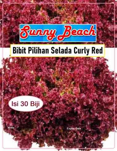 Bibit Pilihan Selada Curly Red | Biji Bibit Selada Merah Curly
