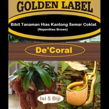 Bibit Tanaman Hias Kantong Semar Coklat | Benih Nepenthes Brown