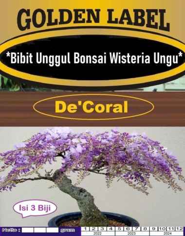 Bibit Unggul Bonsai Wisteria Ungu|Benih Bonsai Wisteria Ungu|Bonsai