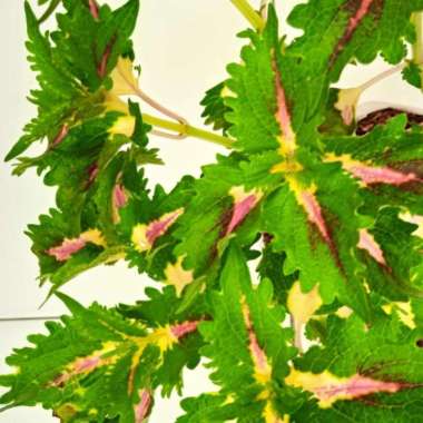 Tanaman Hias Coleus Rainbow| Pohon Coleus Rainbow
