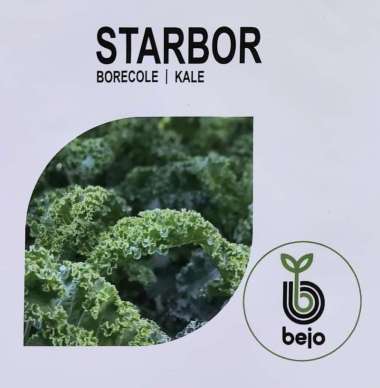 Benih Bejo Seed - Kale Curly Starbor F1 Kemasan 2500 Seeds