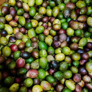 Buah Matoa 1kg