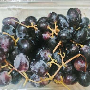 Buah Anggur Hitam Seedless 1 kg Buah Fresh Segar Black Autum Australia