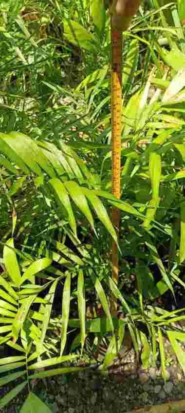 Palem Komodoria Tanaman Hias Palem Bambu Tunas Bibit