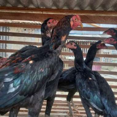 Ayam Kampung Kecap Siap Santap Utuh 1 Ekor Berat 2Kg Up 1 Ekor 1,5Kg