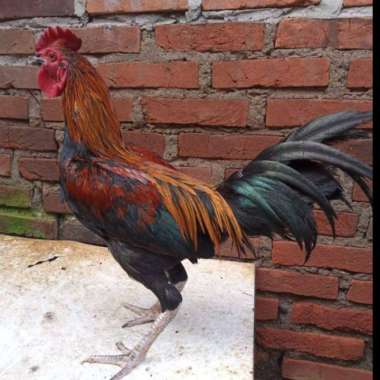 Ayam Kampung Kecap Siap Santap Utuh 1 Ekor Berat 2Kg Up 1 Ekor 2Kg