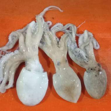 Baby Gurita Segar 1KG