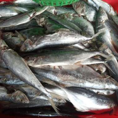 Ikan baby Tenggiri anak tenggiri fresh segar 1 kg