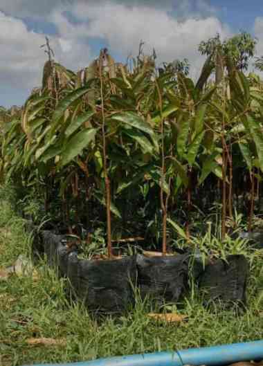 Bibit Tanaman Durian Tembaga Super - Biji Kecil - Daging Tebal