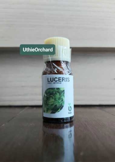 Benih Bejo Seed - Selada Butterhead Luceris Kemasan Repack 100 pills
