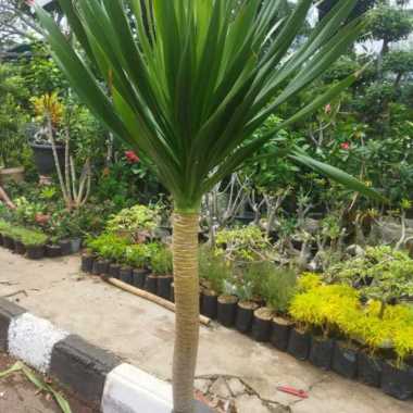pandan bali 2 m plus pot putih Multicolor