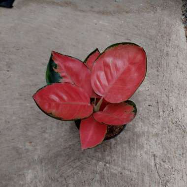 aglonema red cherry Multicolor