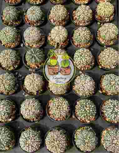 kaktus astrophytum super kabuto Multicolor
