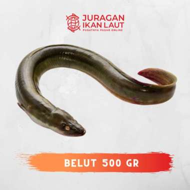 Belut Hidup Segar Berkualitas - 500 Gram