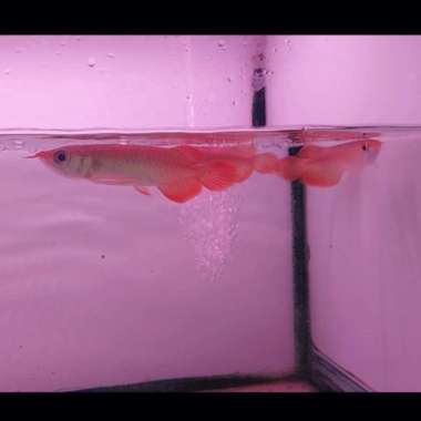 Ikan Arwana/Arowana Super Red Baby 10Cm