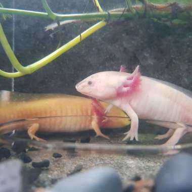 axolotl 15cm , leucistic/melanoid/golden #eceran dan partai Multicolor