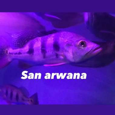 ikan pbass mono peacock bass mono tankmate Multicolor