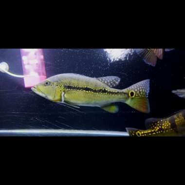 Ikan Peacock Bass Xingu 21-23cm Multicolor