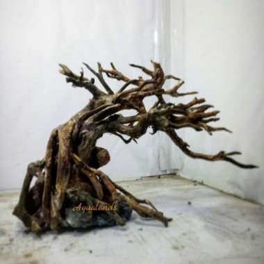 Bonsai Aquascape Untuk aquascape akar kayu rasamala akar kayu senggani Multicolor