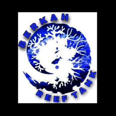 Winner lelangan Multicolor