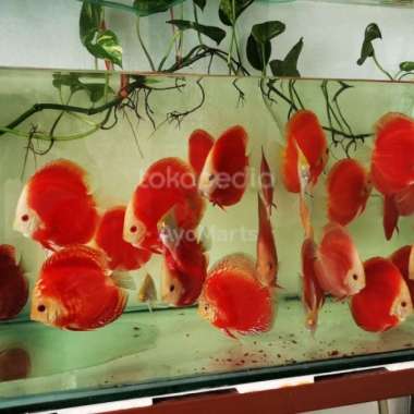 Discus Red Melon 4 inc up badan bulat gempal grade bagus liat foto sj Multicolor