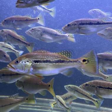 peacock bass xingu pure 17-18 Multicolor