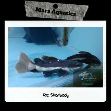 HIASAN AQUARIUM RTC SHORTBODY COLLECTOR ITEM HIGH QUALITY MARS AQUATIC Multicolor