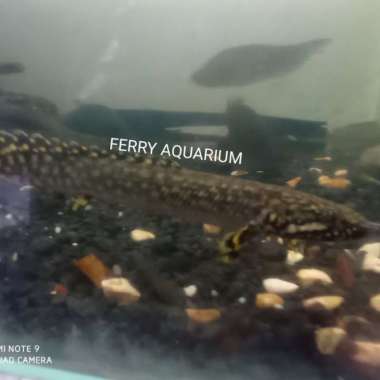 palmas orna Multicolor