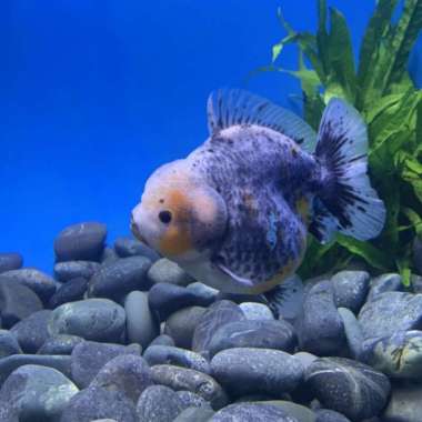 Ikan Maskoki Goldfish Oranda Shortail PREMIUM QUALITY Multicolor