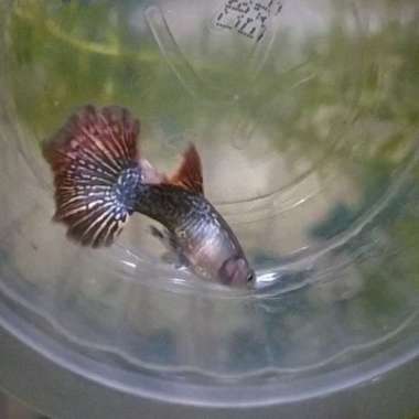 guppy red dragon big ear Multicolor