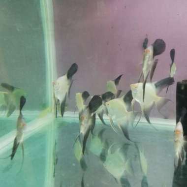 manfish bsp bahan induk 5-6 cm Multicolor