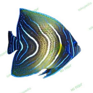 Ikan Hias Laut Angel Koran Multicolor