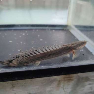 palmas congicus x bichir bichir,polypterus Multicolor