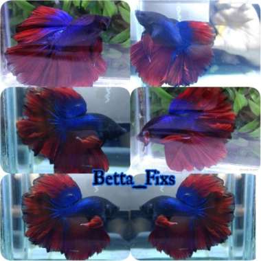Ikan Cupang Halfmoon King Rosetail Multicolor