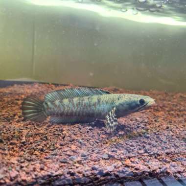 channa red pulchra Multicolor