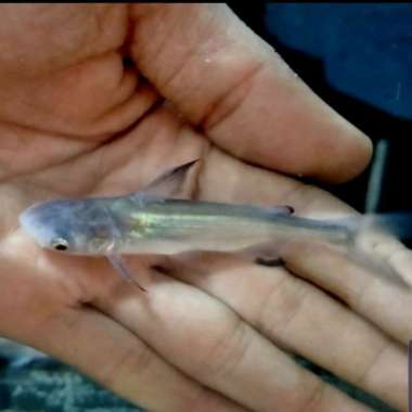 Hiasan Aquarium Genghishkan Hiu Air Tawar Tankmate Paroon Aquascape Multicolor