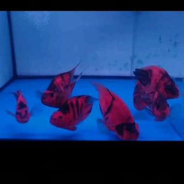 Parrot Tiger No Tail ( 10-12 ) cm Multicolor