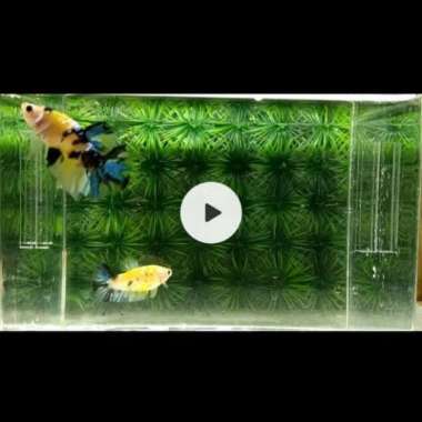 ikan cupang yellow koi Multicolor