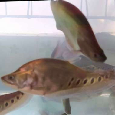 hiasan aquarium ikan belida bangkok predator besar Multicolor