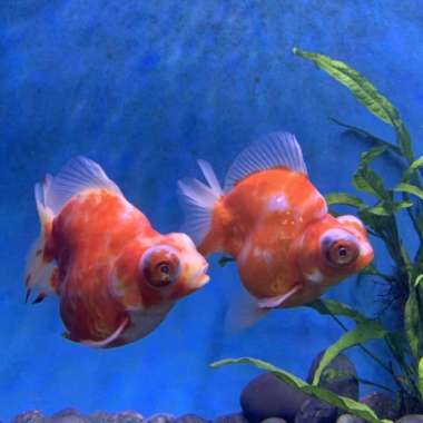 Ikan Hias Mas Koki Demekin Shortbody Multicolor