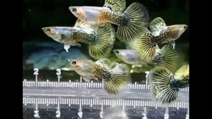 Ikan Guppy Yellow Dragon Grade A (Super Rare) Multicolor