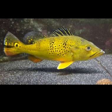 Ikan Peacock Bass Kelberi Bahia 21-23cm Multicolor