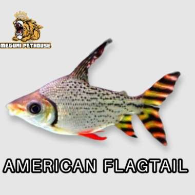 Red Feifeng 15-17cm - RFF Tankmate Predator / Arwana Multicolor