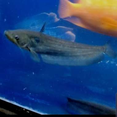 Hiasan Aquarium Ompok Catfish Tankmate Aquascape Multicolor