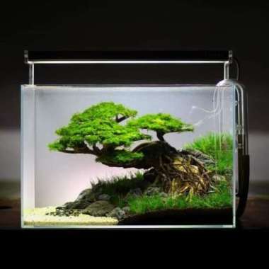BONSAI AQUASCAPE SIZE S BONUS TANAMAN MOSS WEEPING TERMURAH Multicolor