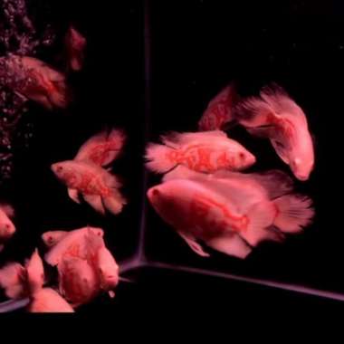 Oscar Tiger Albino Import Thailand Slayer Good Marking ( 9-10 ) cm Multicolor