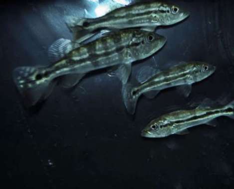 Ikan peacock bass azul Multicolor